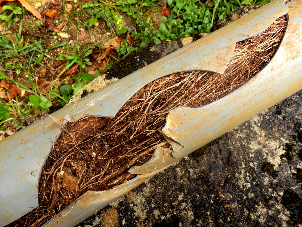 Tree Roots vs. Pipes: Why Spring, TX Homes Are Prone to Sewer Line Issues (and How We Fix Them)